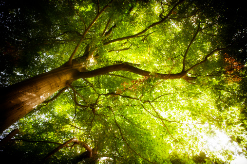 beautiful foliage tree tulip tree with green foliage, beautiful foliage tree tulip tree in sunny weather