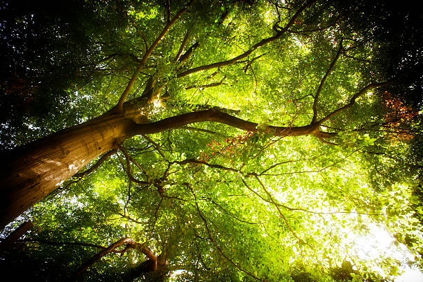 King of the Forest - Tree  canopy photos stock pictures, royalty-free photos & images