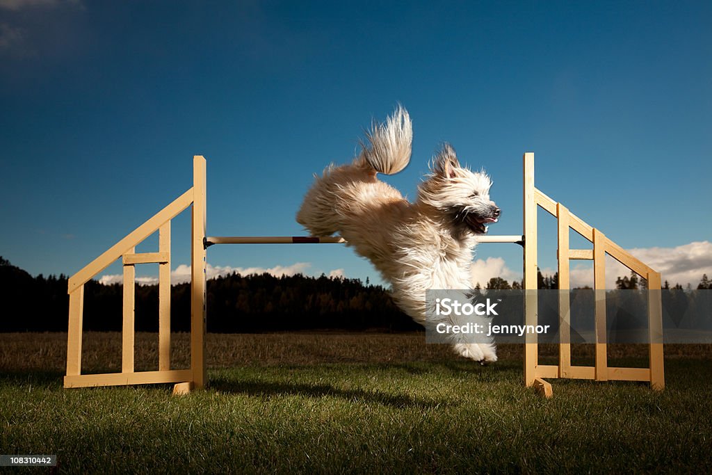 Agilidad de perro - Foto de stock de Perro libre de derechos