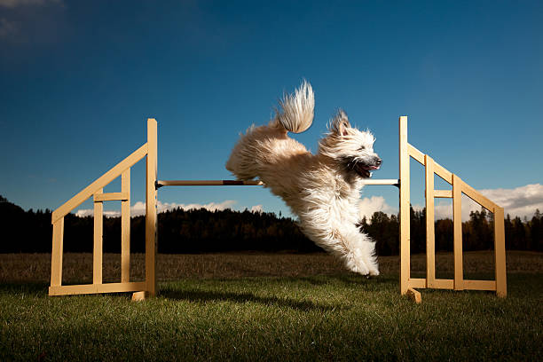 敏しょう性犬 - obstacle course ストックフォトと画像