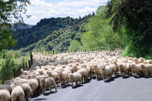 A large flock of sheep blocking a country road in New Zealand.\n\n[url=file_closeup?id=22459677][img]/file_thumbview/22459677/3[/img][/url] [url=file_closeup?id=19955117][img]/file_thumbview/19955117/3[/img][/url] [url=file_closeup?id=19209787][img]/file_thumbview/19209787/3[/img][/url] [url=file_closeup?id=30338110][img]/file_thumbview/30338110/3[/img][/url] [url=file_closeup?id=2574647][img]/file_thumbview/2574647/3[/img][/url] [url=file_closeup?id=11626739][img]/file_thumbview/11626739/3[/img][/url] [url=file_closeup?id=19898699][img]/file_thumbview/19898699/3[/img][/url] [url=file_closeup?id=28745354][img]/file_thumbview/28745354/3[/img][/url] [url=file_closeup?id=21979759][img]/file_thumbview/21979759/3[/img][/url] [url=file_closeup?id=17325736][img]/file_thumbview/17325736/3[/img][/url] [url=file_closeup?id=33464248][img]/file_thumbview/33464248/3[/img][/url]