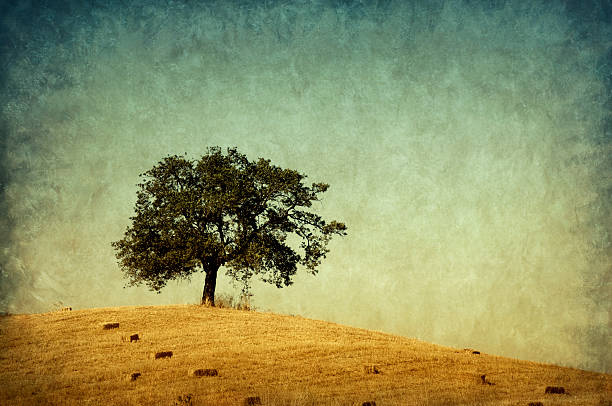 istock Lonely tree, retro-style photo 108310586
