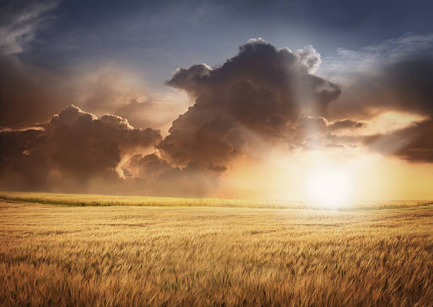 Barley Field and Cloudy Sky in Sunset Light stock photo