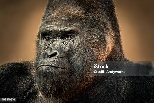 Gorilla Porträt Stockfoto und mehr Bilder von Gorilla - Gorilla, Tierkopf, Bedrohte Tierart