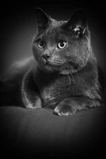 Black and White Cat Sitting on the Table Behind the Window