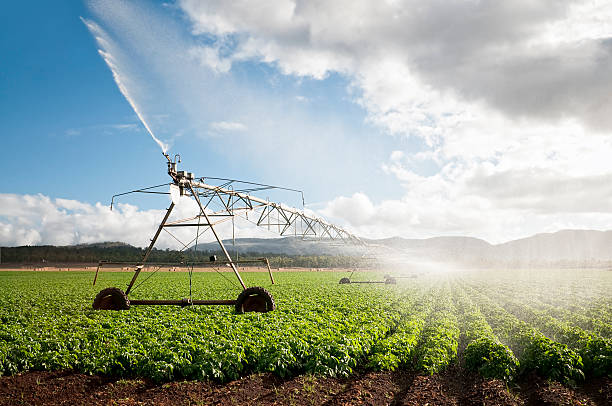 agricoltura: ritagliare l'irrigazione - agricoltura foto e immagini stock