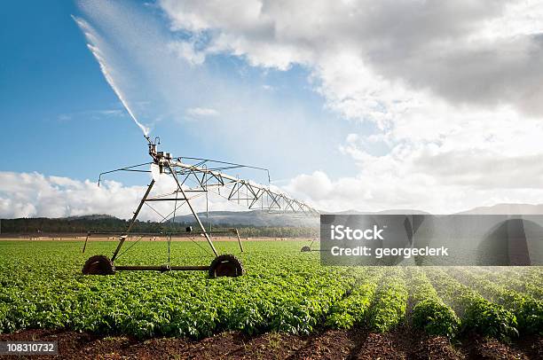 Agriculture Crop Irrigation Stock Photo - Download Image Now - Agriculture, Irrigation Equipment, Agricultural Field
