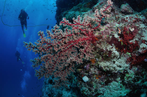 Divers exploring coral pinnacle, Agincourt Reefs, Port Douglas, Great Barrier Reef, Australia stock photo