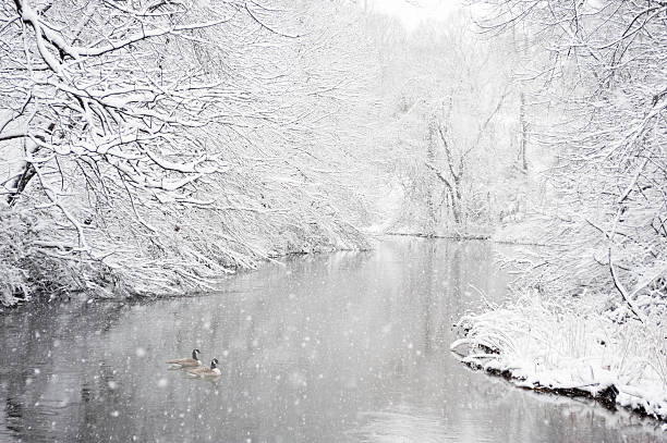 dwie gęsi w river w śnieżyca - winter stream river snowing zdjęcia i obrazy z banku zdjęć