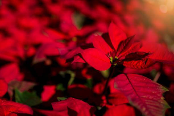 istock red poinesettia tree for christmas holiday background with selective focus 1083109618