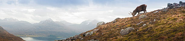 highland stag com vista para a montanha torridon glen loch wilderness panorama escócia - torridon - fotografias e filmes do acervo