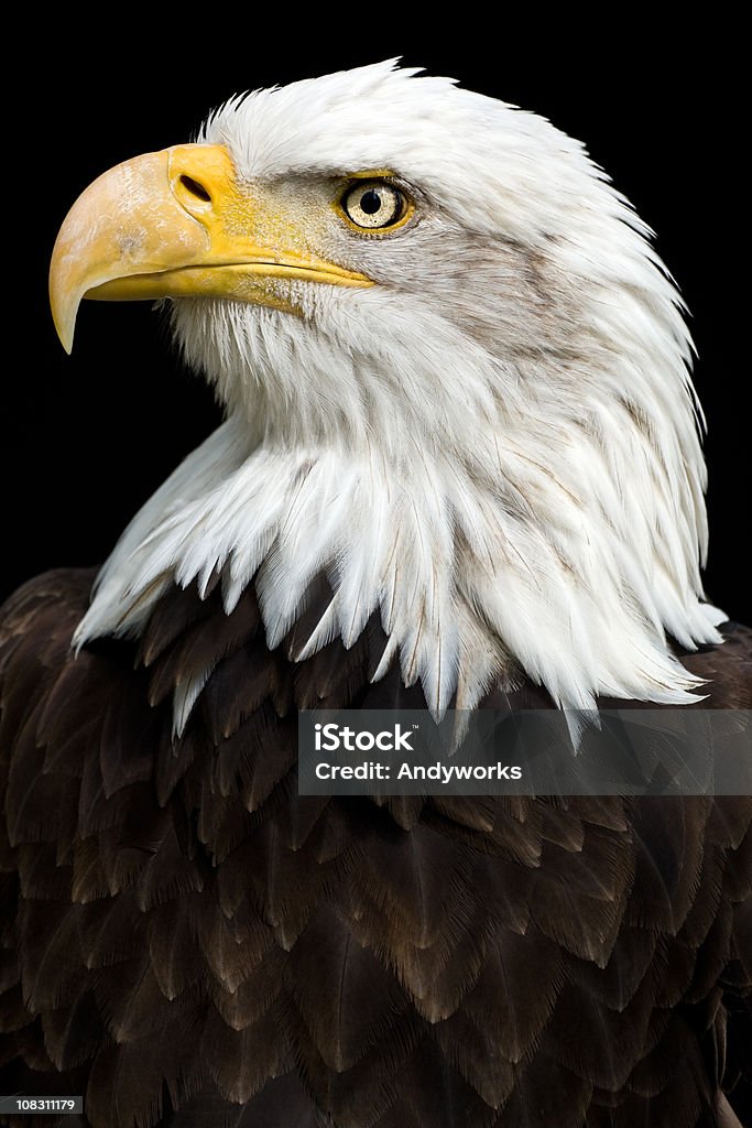 Wunderschöne Bald Eagle (Haliaeetus Leucocephalus - Lizenzfrei Weißkopfseeadler Stock-Foto