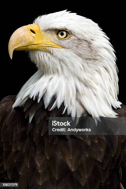 Wunderschöne Bald Eagle Haliaeetus Leucocephalus Stockfoto und mehr Bilder von Weißkopfseeadler - Weißkopfseeadler, Adler, Einzelnes Tier