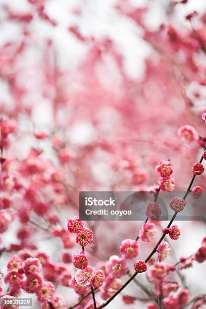 Plum Cerezos En Flor Roja Foto de stock y más banco de imágenes de Paisaje escénico - Paisaje escénico, Rosa - Color, Aire libre