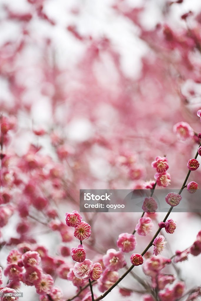 レッド梅の花 - ピンク色のロイヤリティフリーストックフォト