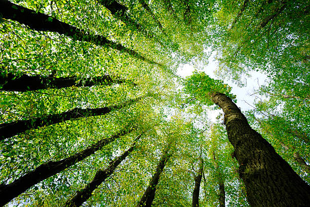 둘러싸인 오크 및 참피 나무, 저해상 앵글을 슛 - growth nature tree forest 뉴스 사진 이미지