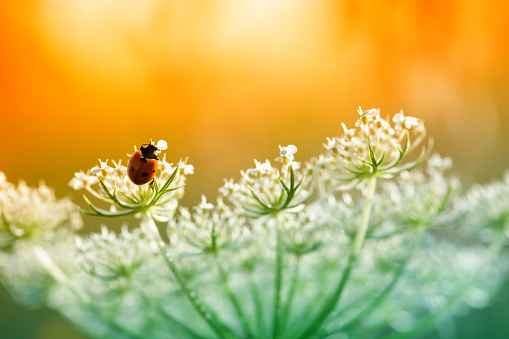 Ladybug sitting on top of wildflower during sunset.\n\n[url=/search/lightbox/4993571][IMG]http://farm4.static.flickr.com/3051/3032065487_f6e753ae37.jpg?v=0[/IMG][/url]\nkwsep2013