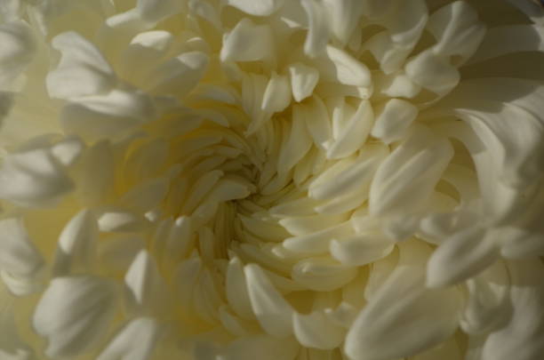 istock Chrysanthemum - 'Atsumono' Macro, White and Light Cream 1083112438