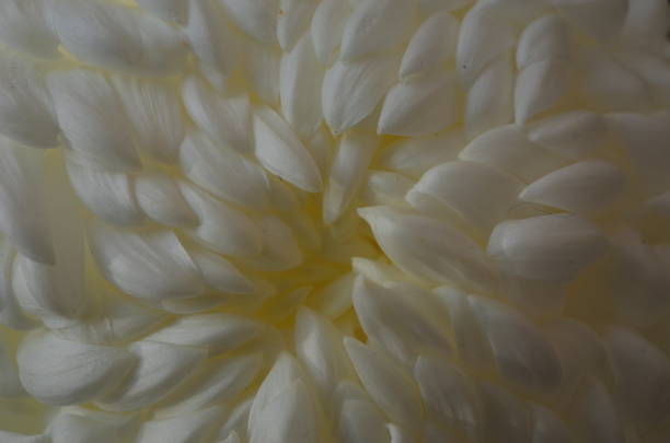 istock Chrysanthemum - 'Atsumono' Macro, White and Light Cream 1083112568