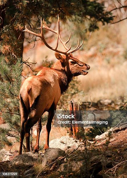 Porträt Einer Bull River Elk Stockfoto und mehr Bilder von Bildkomposition und Technik - Bildkomposition und Technik, Bock - Männliches Tier, Braun