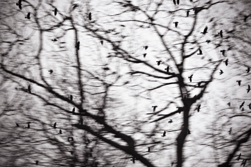 Flock of birds flying through trees in winter as if in a spooky movie.