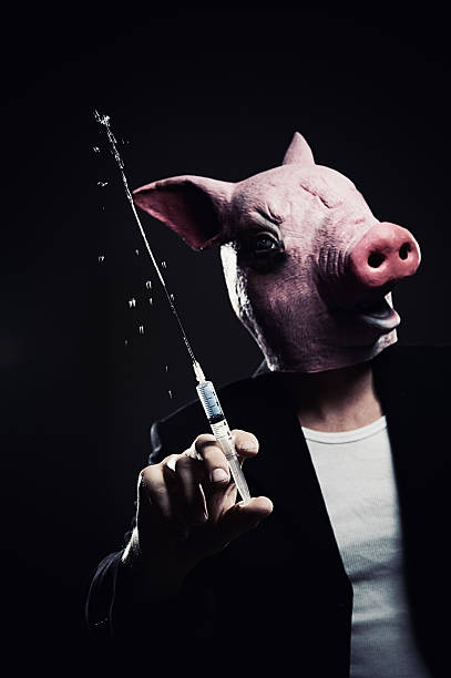 vacina suína com seringa - pig swine flu flu virus cold and flu - fotografias e filmes do acervo
