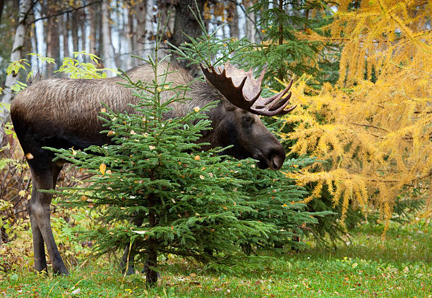 istock Moose - Male Bull from Alaska 108311645