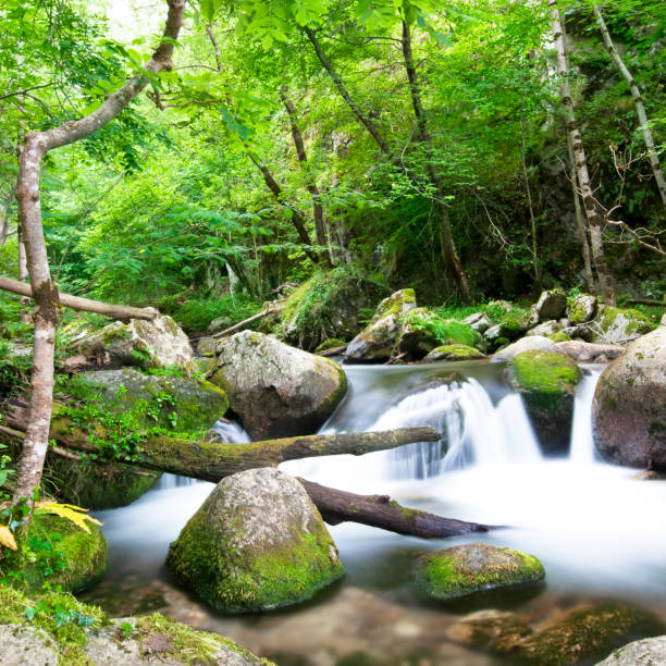 istock Relaxing in the wood 108311650