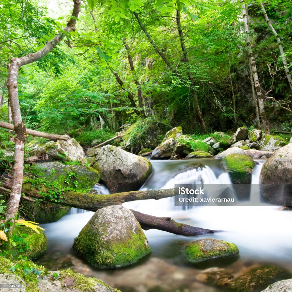 Relaxando na madeira - Foto de stock de Beleza natural - Natureza royalty-free