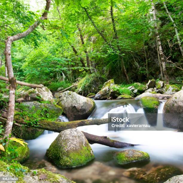 Foto de Relaxando Na Madeira e mais fotos de stock de Beleza natural - Natureza - Beleza natural - Natureza, Bosque - Floresta, Cena de tranquilidade