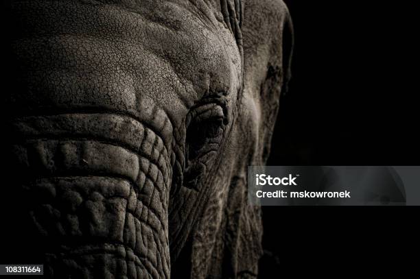 Elephant Head In Black And White Stock Photo - Download Image Now - Asian Elephant, Close-up, Elephant