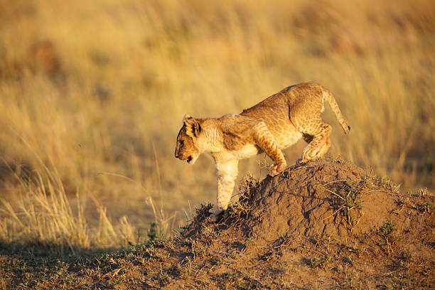 Lion cub stock photo