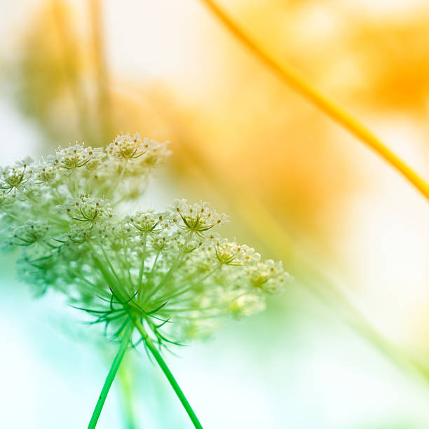 Daucus carota