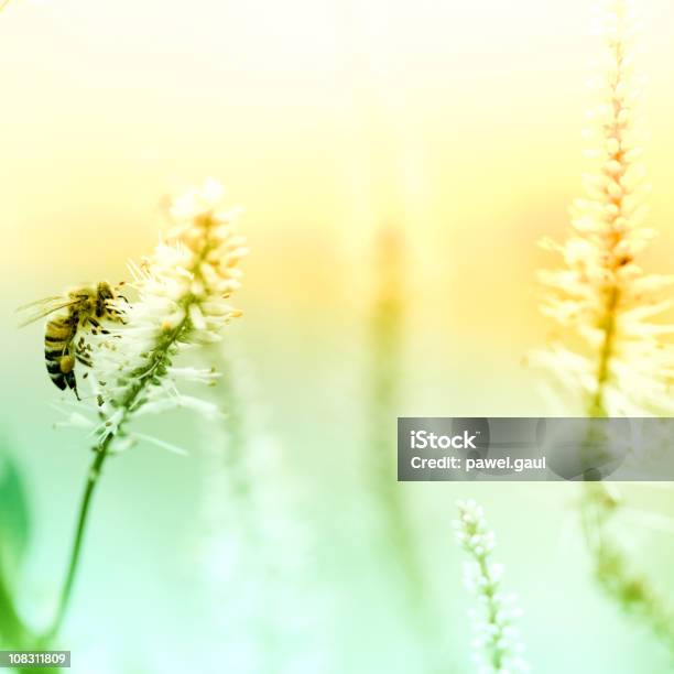 Honey Bee Pollinating Plant In Meadow Stock Photo - Download Image Now - Agricultural Field, Animal Themes, Animal Wildlife