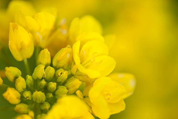 lo stupro fioritura - canola flower foto e immagini stock