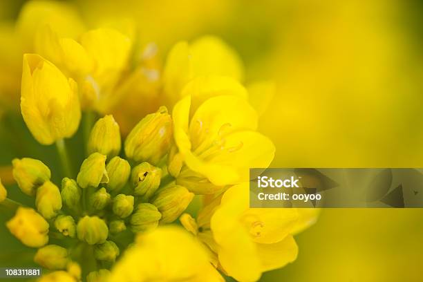 Rape Blossoms Stock Photo - Download Image Now - Oilseed Rape, Flower, Canola