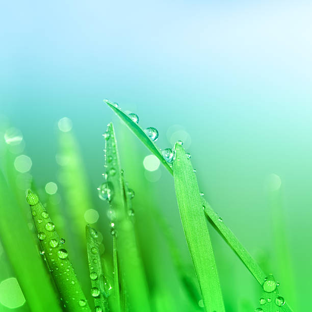istock Wet blades of  wheat grass 108311893