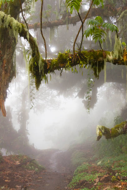Birds nest fern, Asplenium nidus growing on a tree trunk. It is also known as spleenwort fern, staghorn fern and sword fan. The picture is taken in Panti in the northern part of Sumatra