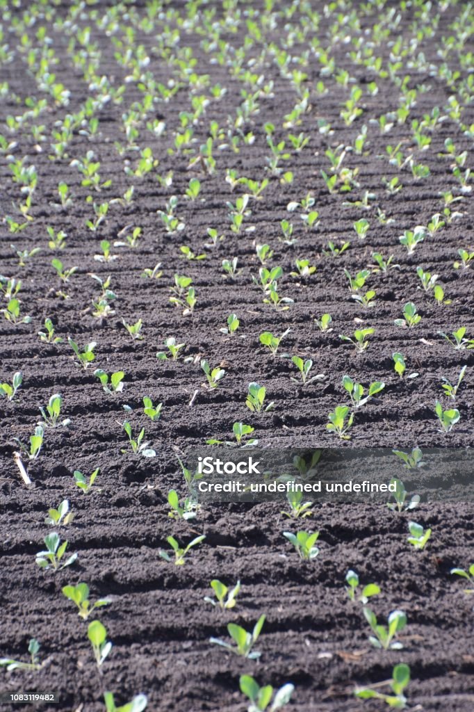 Cultivo de col - Foto de stock de Agricultura libre de derechos