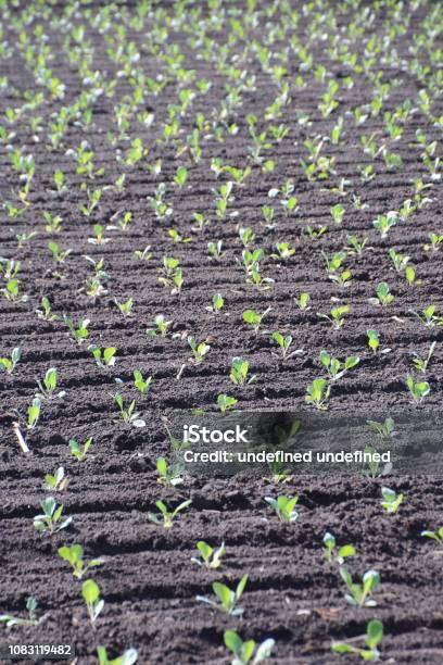 Cultivo De Col Foto de stock y más banco de imágenes de Agricultura - Agricultura, Aire libre, Alimento