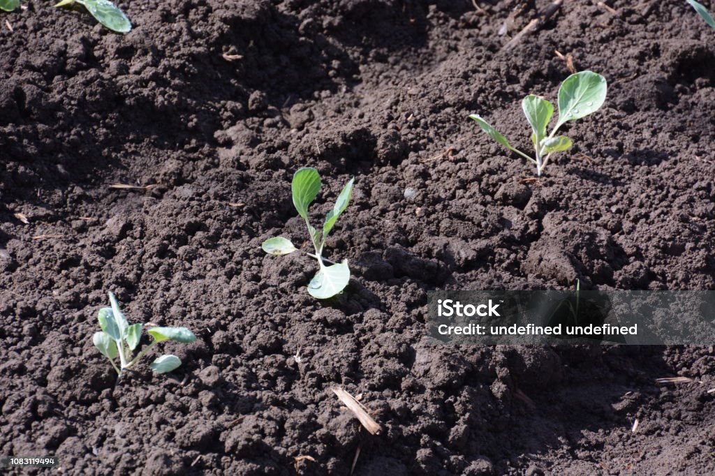 Cultivo de col - Foto de stock de Agricultura libre de derechos