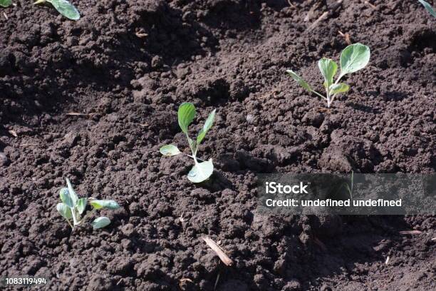 Cultivo De Col Foto de stock y más banco de imágenes de Agricultura - Agricultura, Aire libre, Alimento