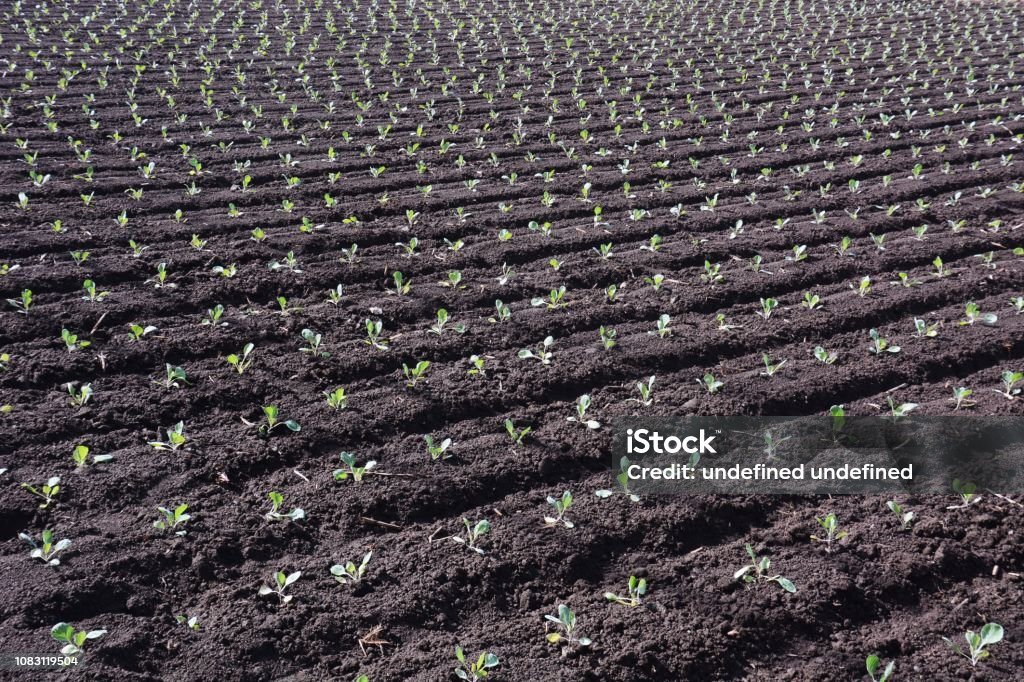 Cultivo de col - Foto de stock de Agricultura libre de derechos