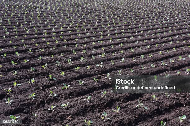 Cultivo De Col Foto de stock y más banco de imágenes de Agricultura - Agricultura, Aire libre, Alimento