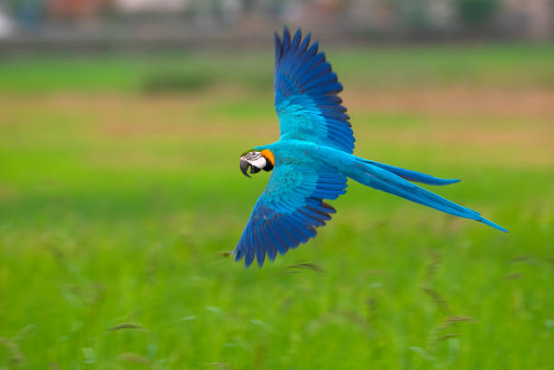 istock Blue and gold macaw flying 1083119582