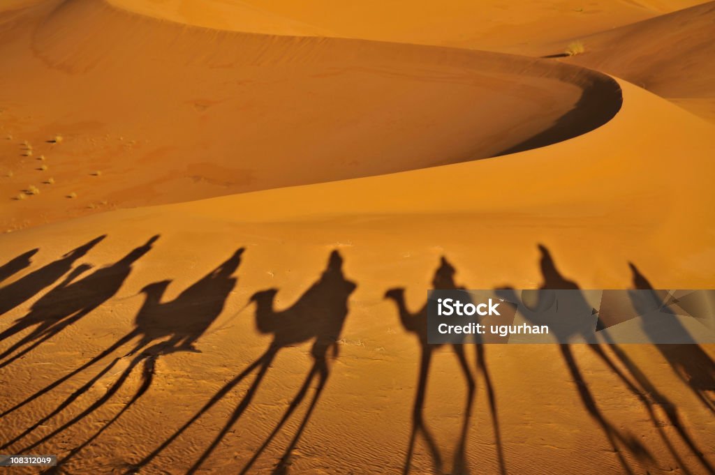 Wielbłąd cienie - Zbiór zdjęć royalty-free (Maroko)