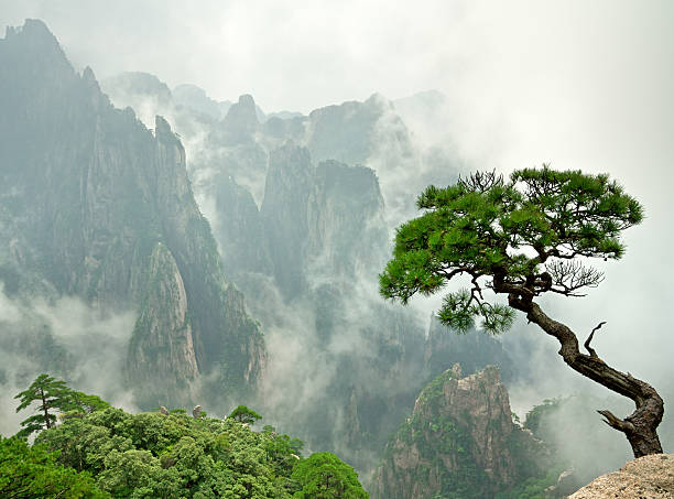 pinheiro huangshan remoto - beautiful tree day rock imagens e fotografias de stock