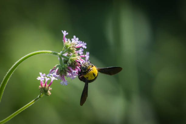 istock Bumblebee on purple flower 1083120938