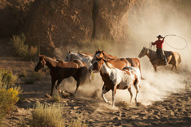 istock Western roundup w/running horses,cowboy roper action,backlit dust 108312134