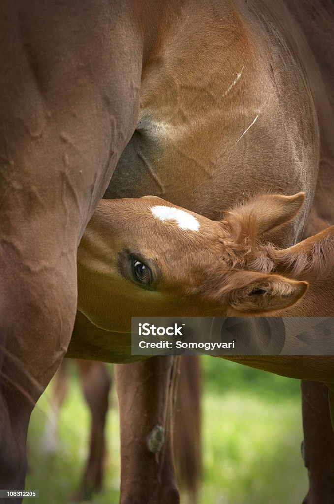 Hungry young foal  Foal - Young Animal Stock Photo